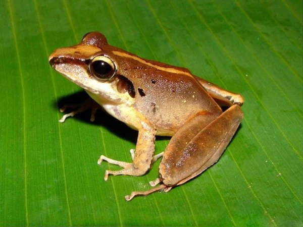Study: Frogs Use Ultrasound for Predator Protection