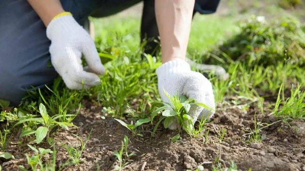 Forget about chemistry: 4 components that literally burn weeds