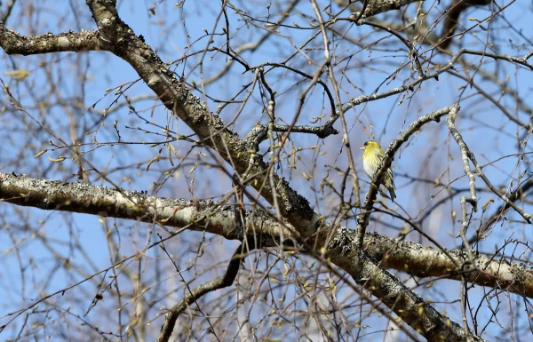 At night, the air temperature will drop below zero, but what about during the day?