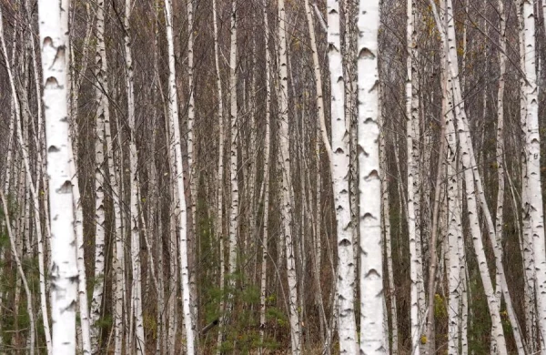 Bereshchenie: Traditions and Taboos on April 11