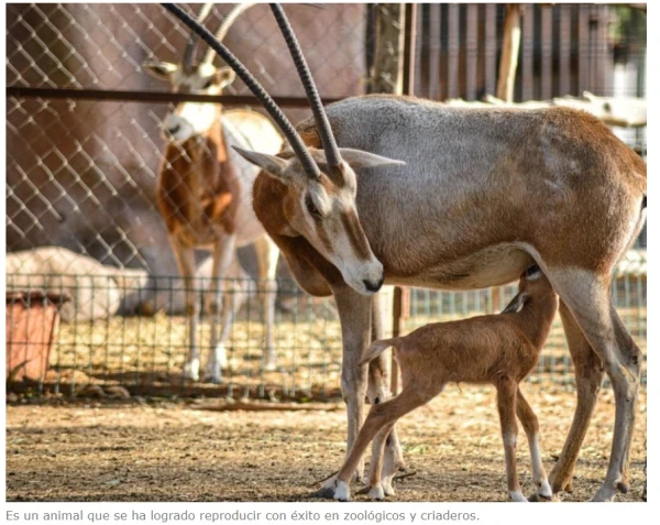 A Calf of an Extinct Species Was Born in a Mexican Zoo