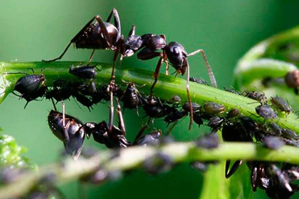 How do ants communicate with each other?