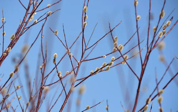 The air temperature on Thursday will not exceed +8 degrees