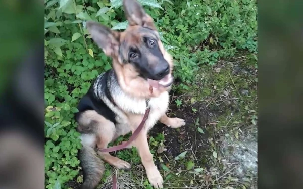 "Stabbed like a pig": Jurmala pensioner to be prosecuted for the brutal killing of a neighbor's dog