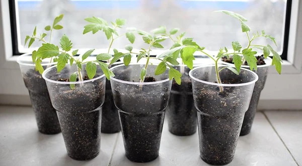 How to Grow Strong Tomato Seedlings: Natural Fertilizers for a Record Harvest