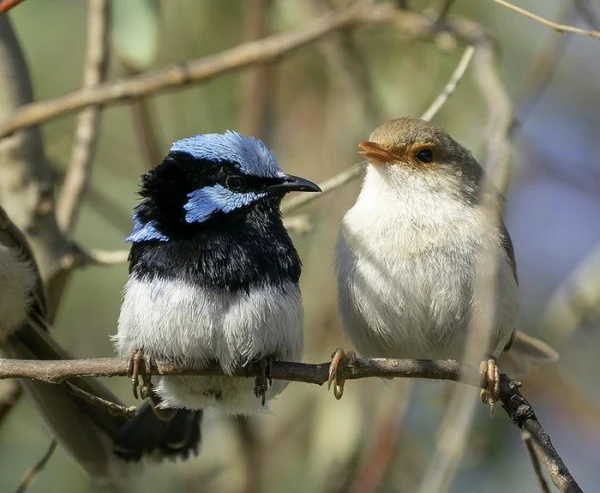 Born Singers: What and Why Birds Sing