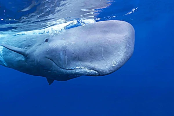 Up to 10 Years in Prison for Smuggling Sperm Whale Teeth