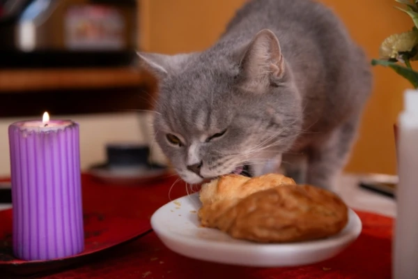 Do you give this to your dog or cat? The veterinarian named deadly dangerous foods