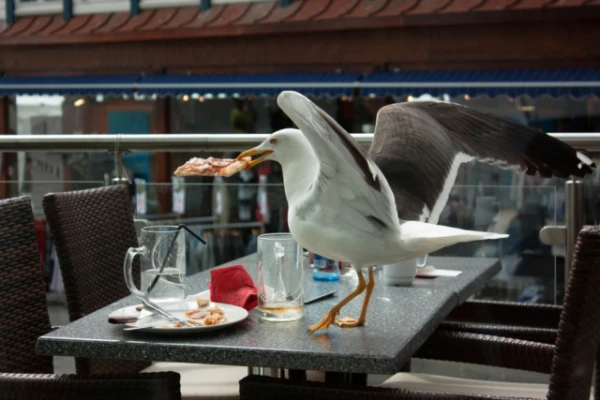 Scientists have discovered how to reduce the number of food thefts by seagulls on beaches