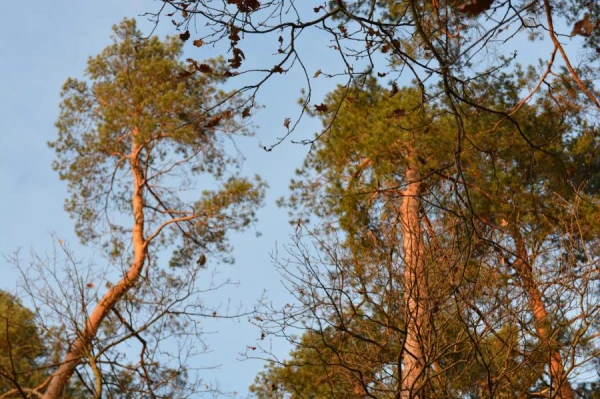 Forest Bathing: What It Is and How to Do It Right