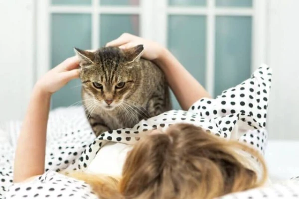 Why does a cat prefer to lie on a person?