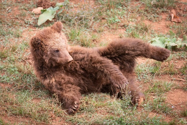 To abandon to die? Bear cub kidnapper Alexander explained why he took the animal
