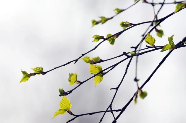 Spring Weather with Surprises: Where to Expect Rain on Sunday