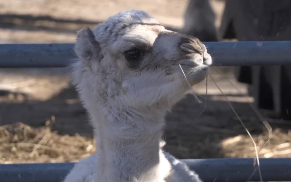 A White Camel Calf Was Born in the Nice Region