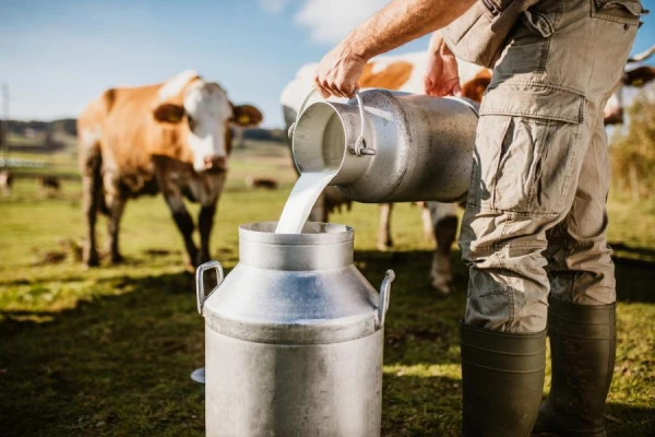 Raw or Pasteurized Milk: Which is Healthier?
