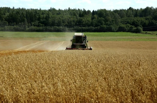 Harvest in Latvia in 2026: First Forecasts Have Emerged