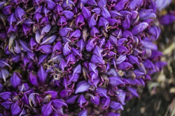 Do all plants release oxygen?