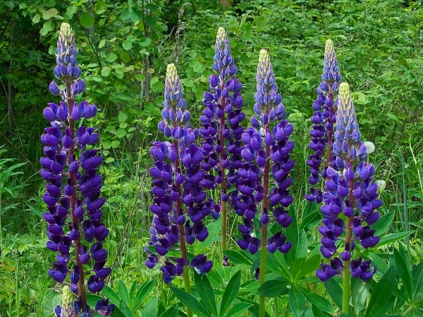 Why does transplanted lupine change its color?