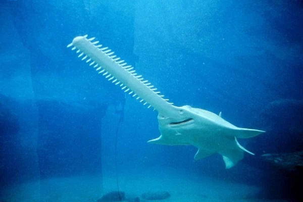 Strange Behavior of Sawfish: Causes and Consequences