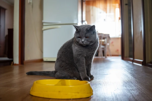 Why do cats refuse food?