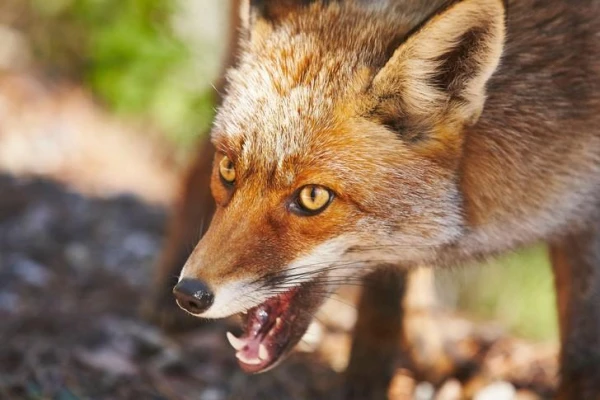 Why did ancient hunters find common ground with foxes?