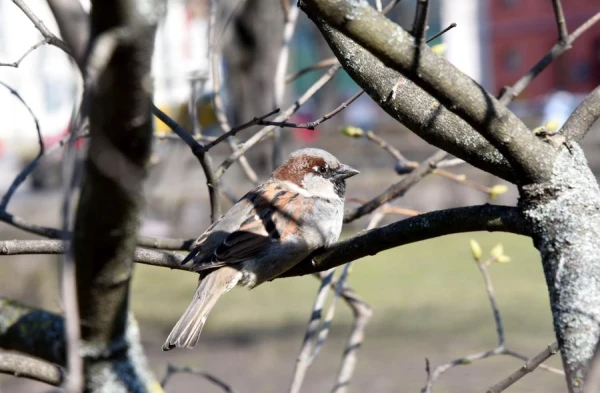 On Tuesday, it will be rainy in places