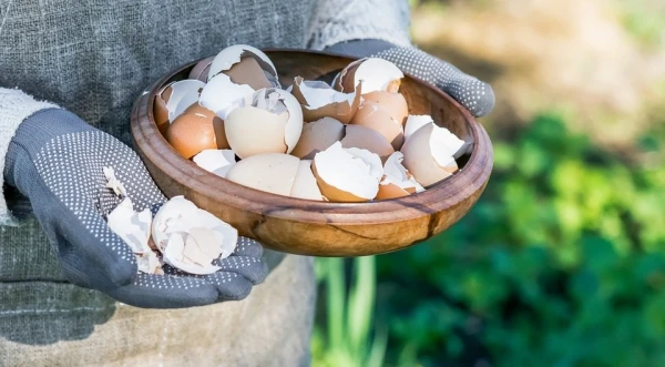 How to Turn Eggshells into a Powerful Plant Fertilizer