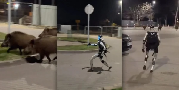 Chinese Humanoid Robot Chases Wild Boars Out of Poland's Capital