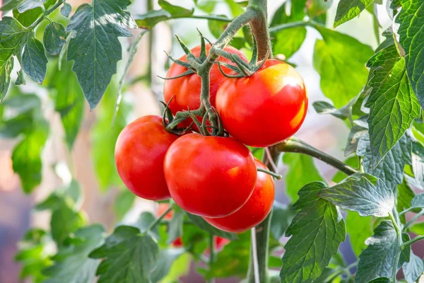 The Secret to an Unprecedented Harvest: A Simple Yet Miraculous Fertilizer for Tomato and Pepper Seedlings!