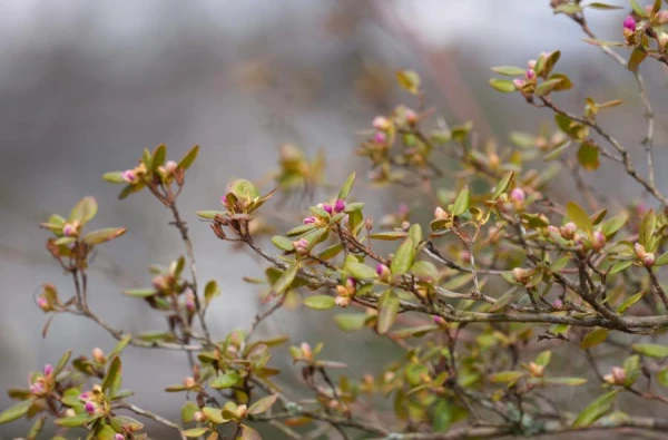 Joseph the Hymnographer: Traditions and Prohibitions on April 17