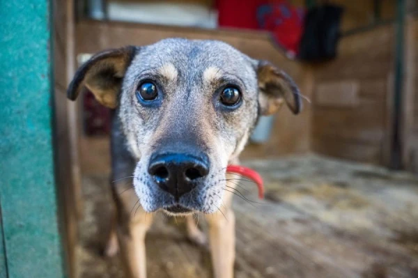 When can cats and dogs be confiscated in Germany