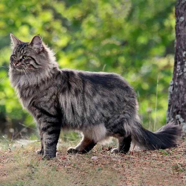 Five Fascinating Facts About Norwegian Forest Cats