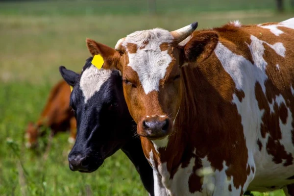 Restrictions on Cattle Movement Introduced in the U.S. Due to Avian Influenza