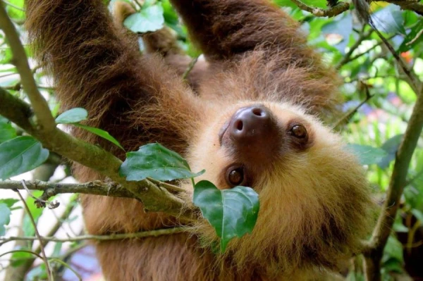 Why the left side of sloths is significantly stronger than the right?