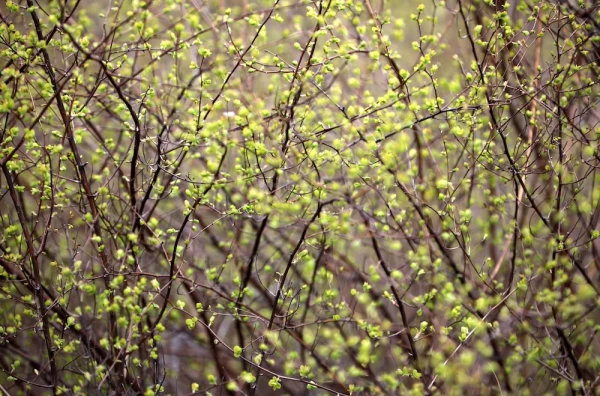 Hang in there until the weekend: then — sun and up to +18