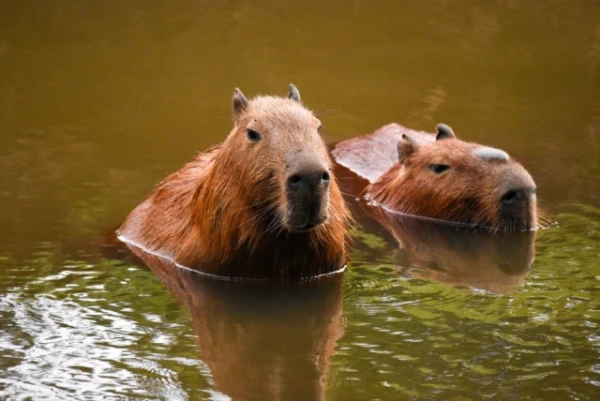 Why Crocodiles Don't Risk Hunting Capybaras