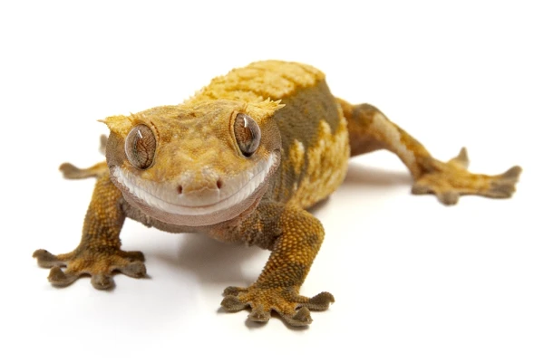 Demand for banana eaters noted in Riga. They have even started breeding them in Plavnieki!