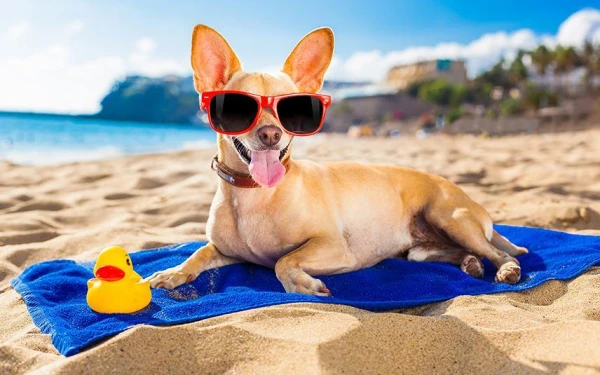 A Dog Airline Launched in the USA