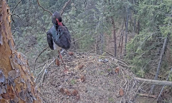 Storks Return to Latvia: White and Black Birds Appear in Online Nests for the First Time Since Winter