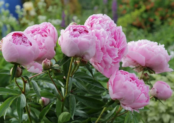 Peonies Without Flowers: How Improper Care in April Spoils the Season