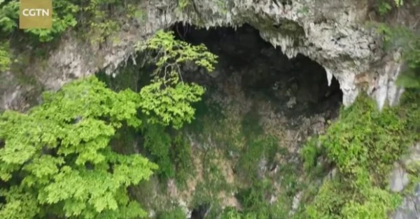 Incredible Discovery: A Colossal Forest Hidden Underground in China