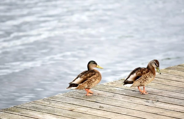 Why You Shouldn’t Feed Ducks and Other Waterfowl in Spring