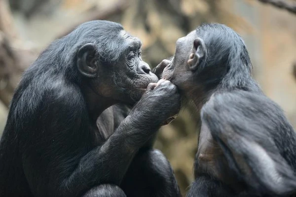 Why male bonobos engage in conflicts more often than common chimpanzees
