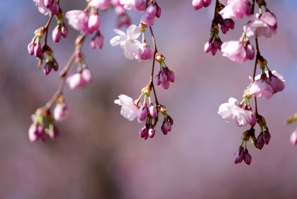 Weather conditions are increasingly determined by the area of high pressure