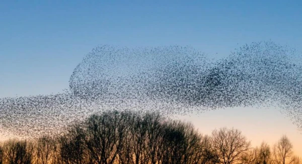 Amazing Discovery: 5.6 Million Bees Hidden Beneath a Cemetery