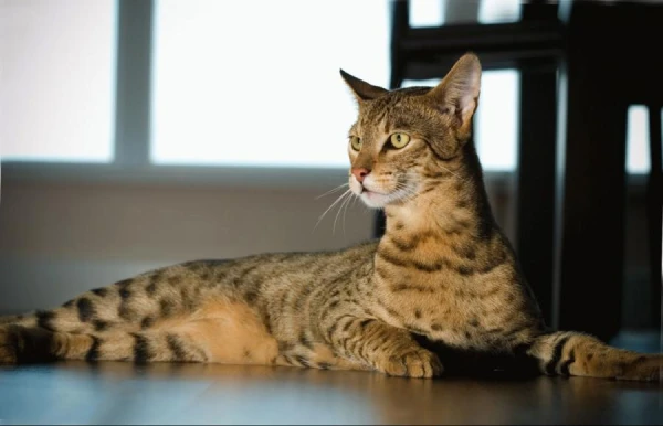 Bengal Cat and Savannah: Interesting Facts About Rare and Expensive Breeds