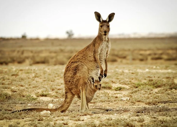 Australia Implements Contraceptives for Kangaroos
