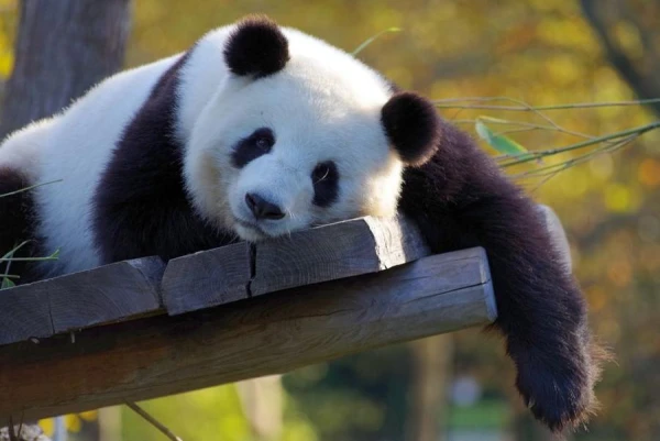 How a Vegetarian Diet Affects Panda Reproduction?
