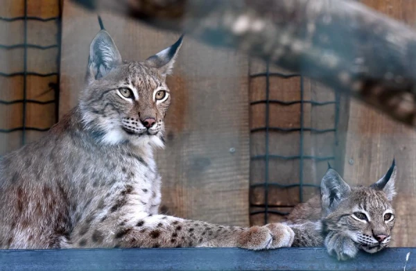 Archaeologists Found 1500-Year-Old Lynx Remains Surrounded by Four Dogs. What is the Reason?