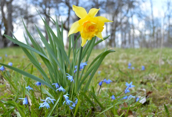 Latvian meteorologists clarified the forecast for Saturday: the weather promises not to disappoint